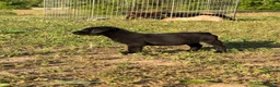 Labrador Retriever dogs for sale: Labrador Retriever Puppy 5 - Ad 2