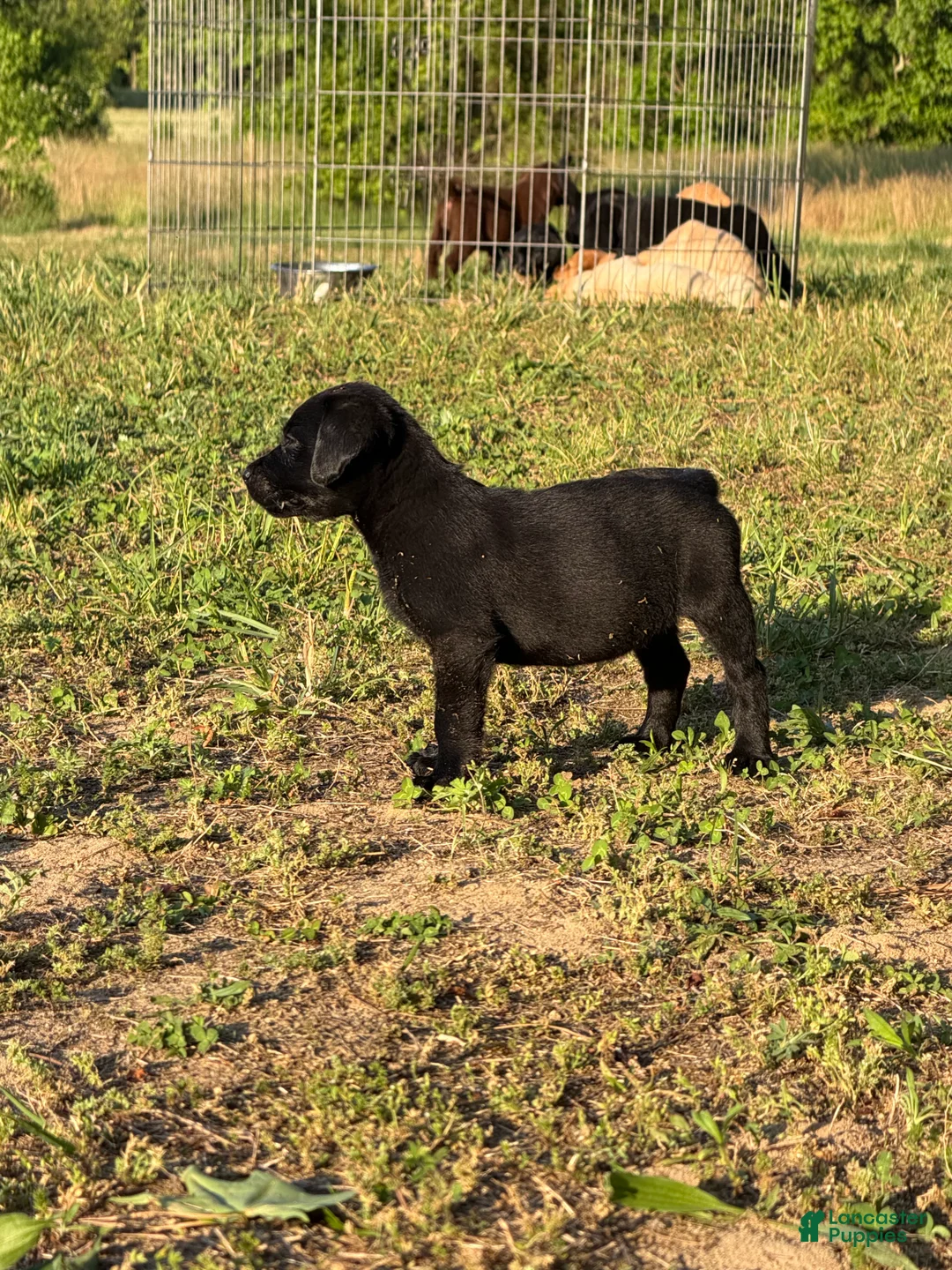 Labrador Retriever dogs for sale: Labrador Retriever Puppy 5 - Ad 2