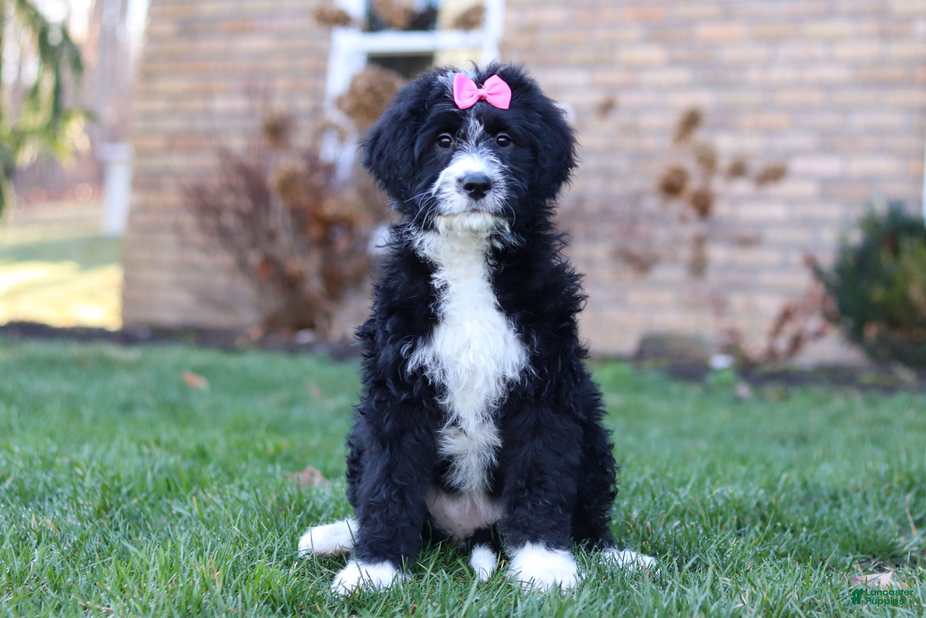 Bernedoodle dogs for sale: Eden - Ad 1