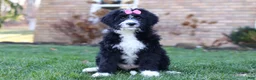 Bernedoodle dogs for sale: Eden - Ad 1