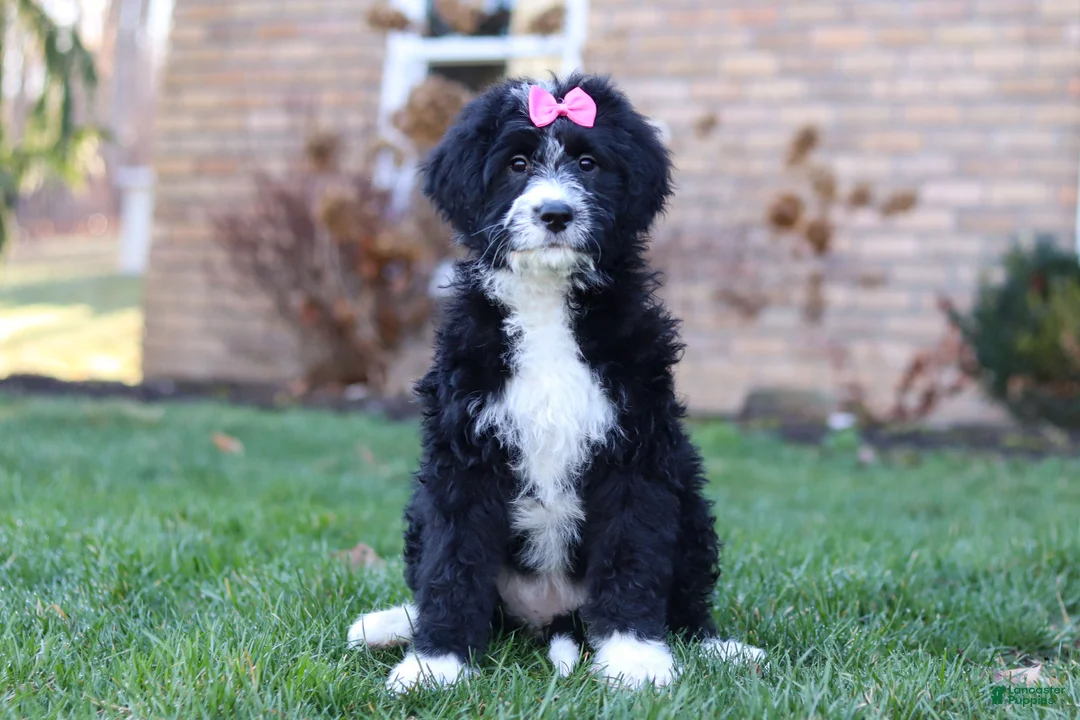 Bernedoodle dogs for sale: Eden - Ad 1