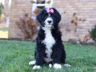 Bernedoodle dogs for sale: Eden - Ad 1