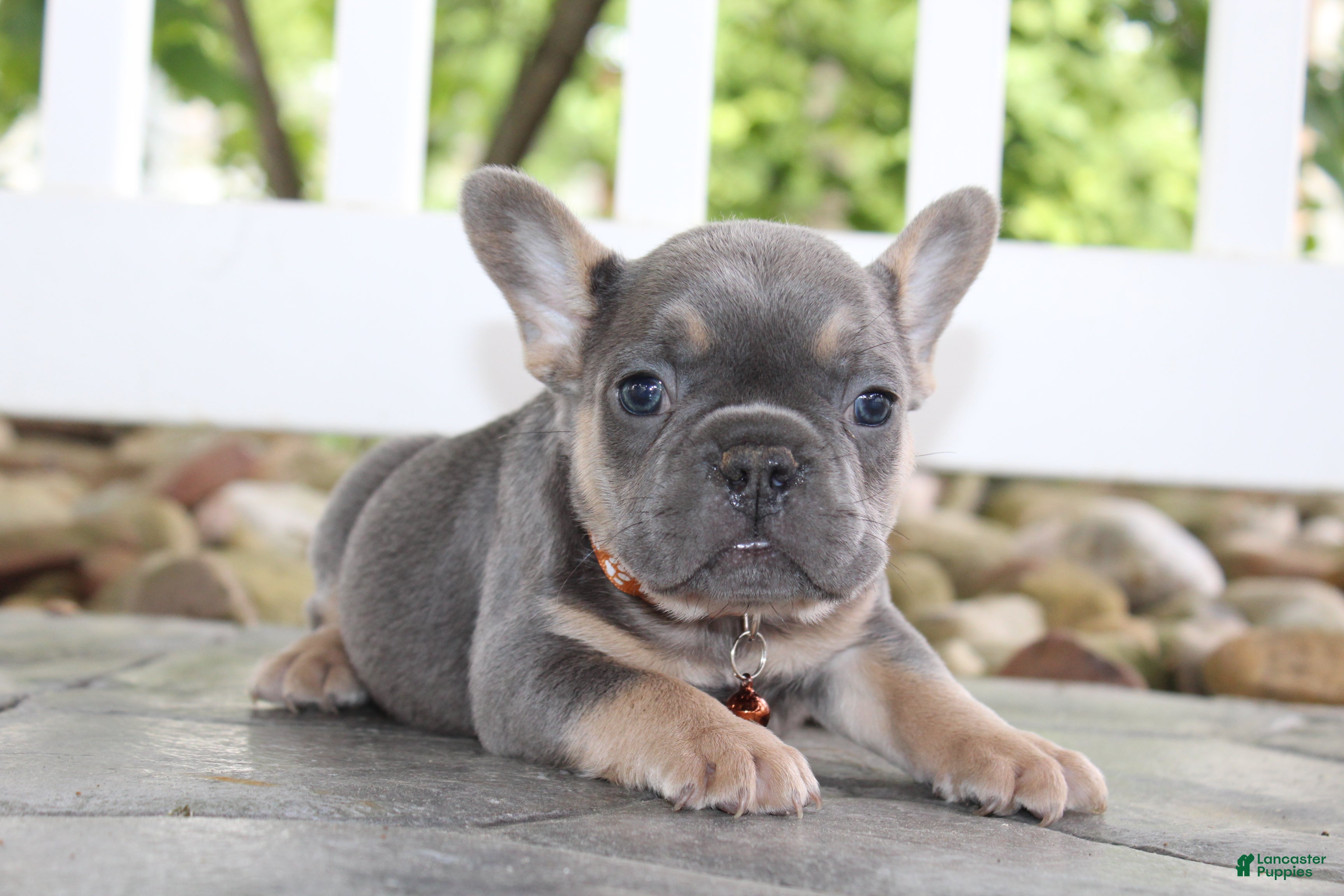 French Bulldog dogs for sale: AKC Jack - Ad 8