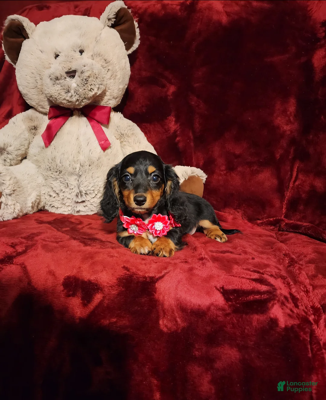 Miniature Dachshund dogs for sale: EMBERLY - Ad 2
