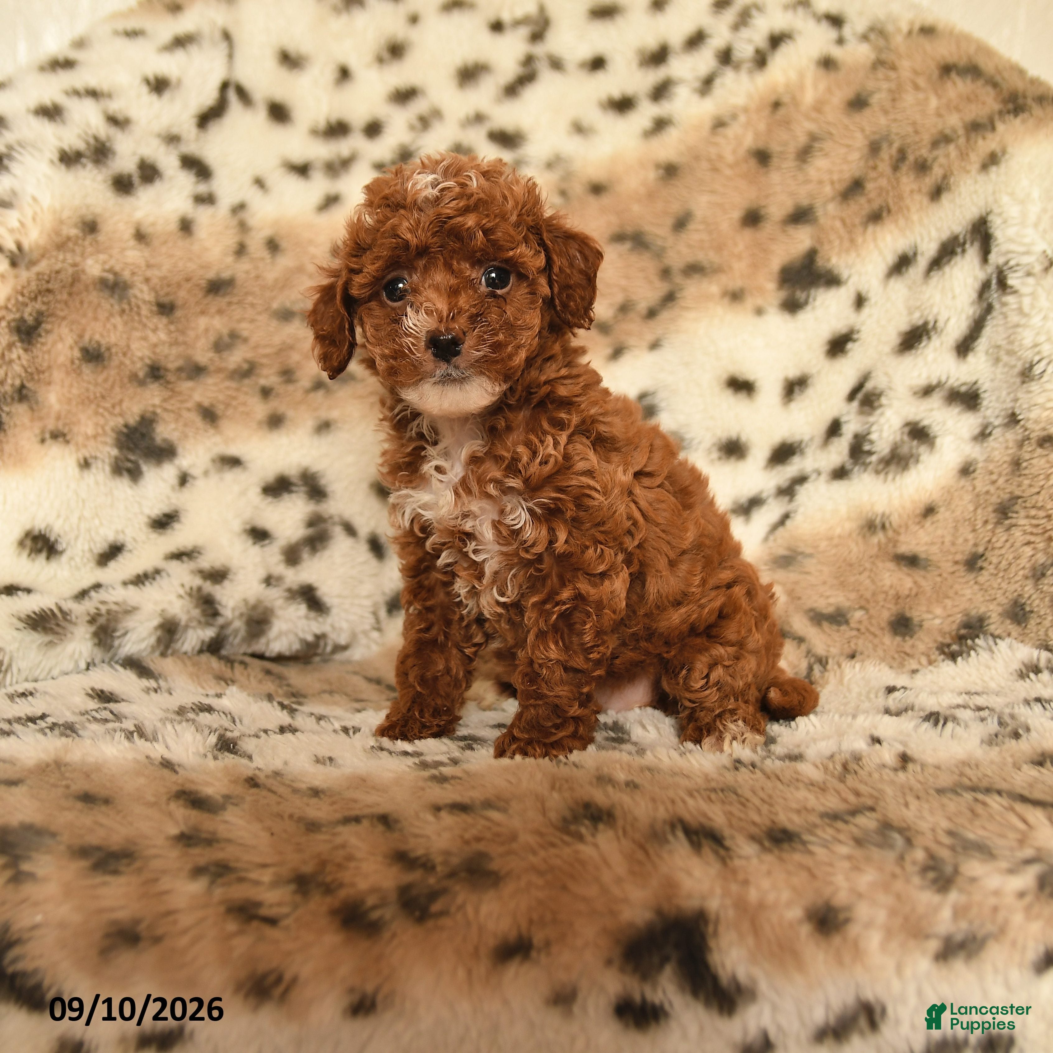 Miniature Poodle dogs Honey - Ad 1