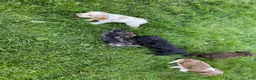 Cocker Spaniel dogs for sale: Abby - Ad 6