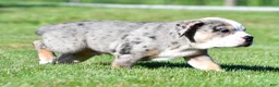Beabull dogs for sale: Bo - Ad 9