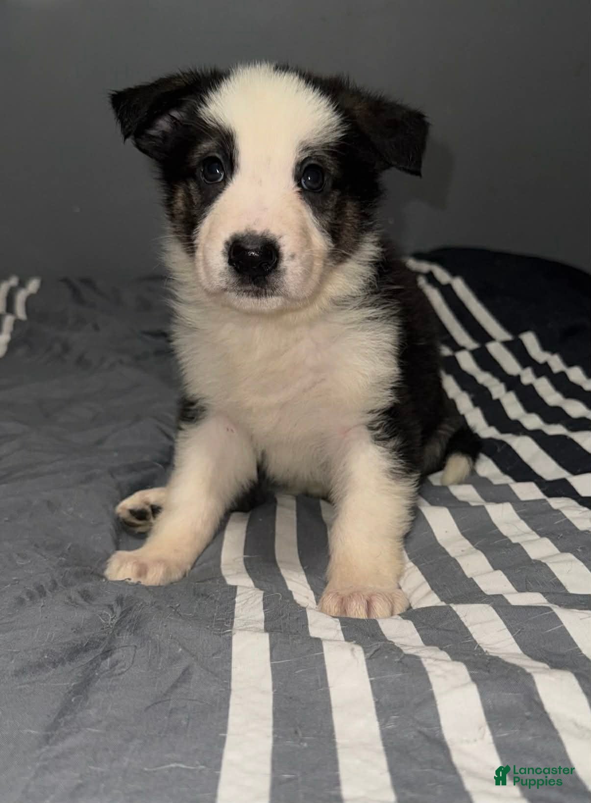 German Shepherd dogs Jackie Frost  - Ad 1