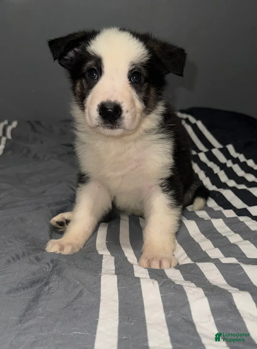 German Shepherd dogs for sale: Jackie Frost  - Ad 1