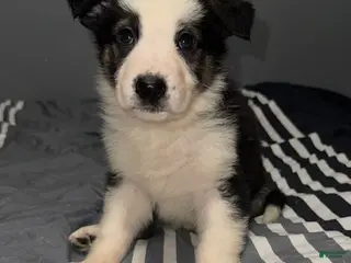 German Shepherd dogs Jackie Frost - Ad 1