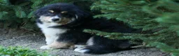 Miniature Australian Shepherd dogs for sale: LINCOLN [ new pictures] - Ad 8