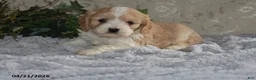 Cavapoo dogs for sale: Lawayne - Ad 5
