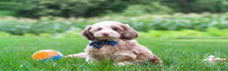 Cockapoo dogs for sale: Oakley - Ad 4