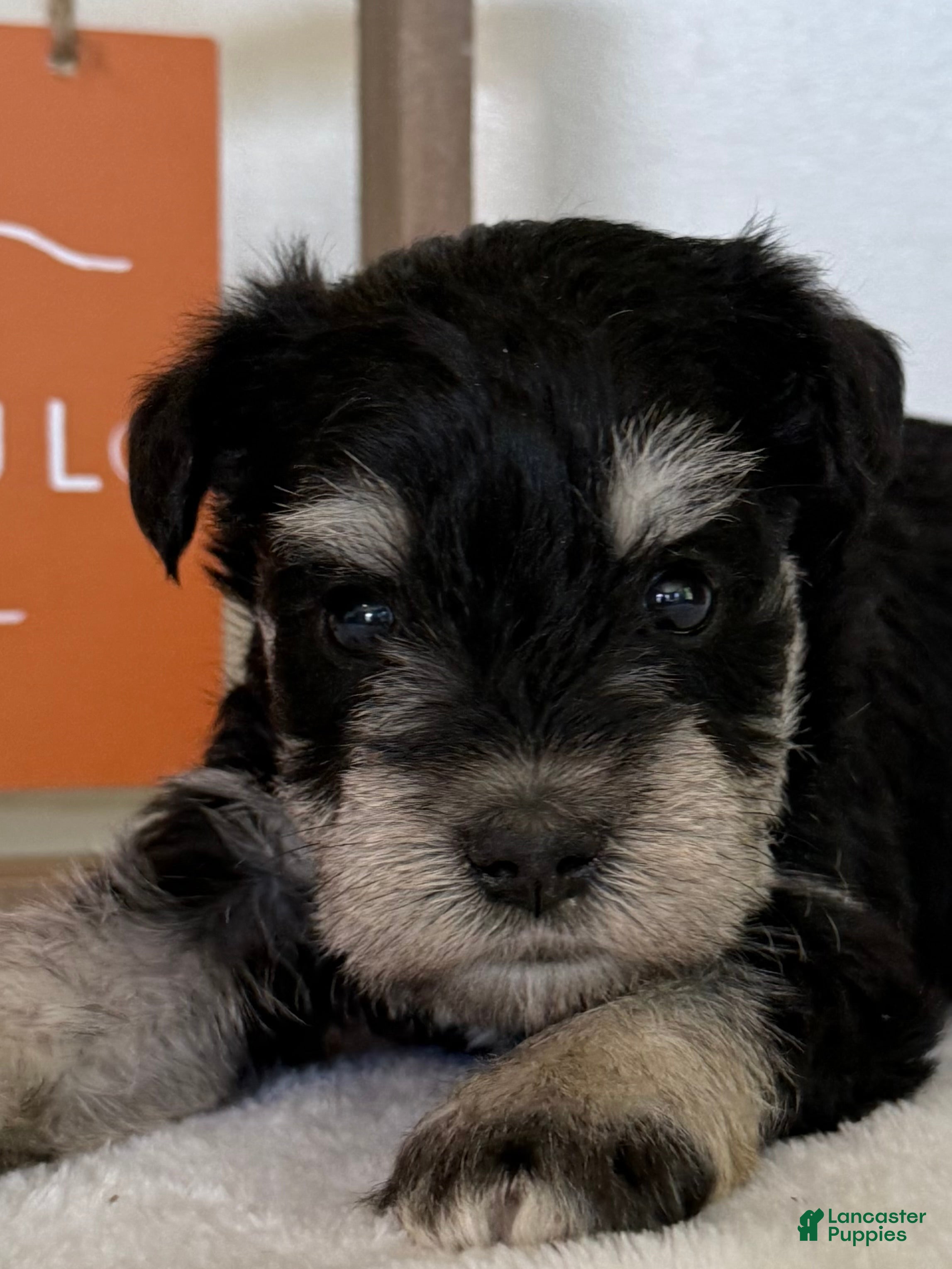 Miniature Schnauzer dogs Stormy Miniature Schnauzer  - Ad 1