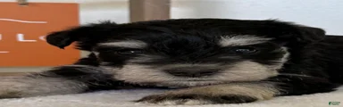 Stormy Miniature Schnauzer 