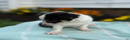 Chihuahua dogs for sale: Tiny - Ad 12