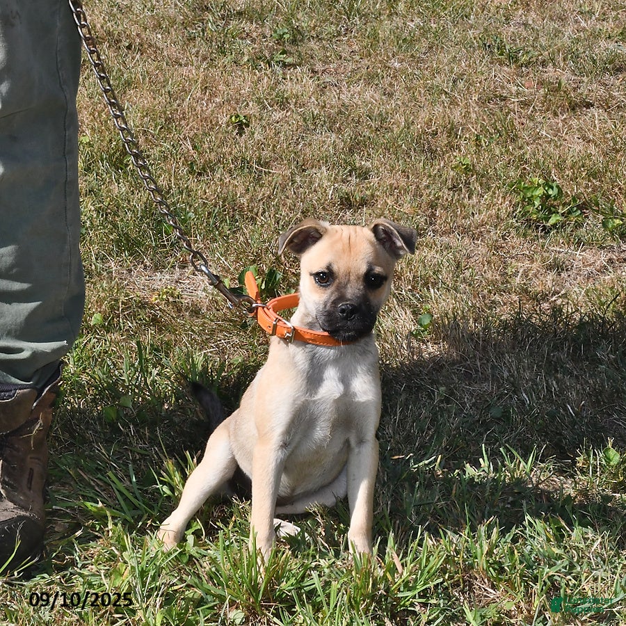 Mixed Breed dogs Bandit - Ad 2