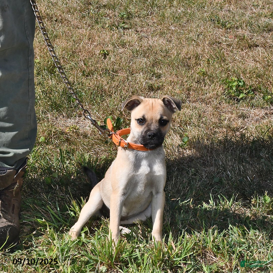 Mixed Breed dogs for sale: Bandit - Ad 1