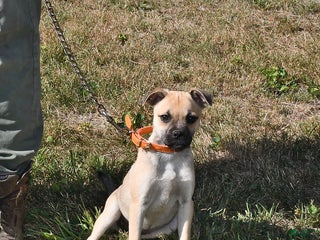 Mixed Breed dogs Bandit - Ad 9