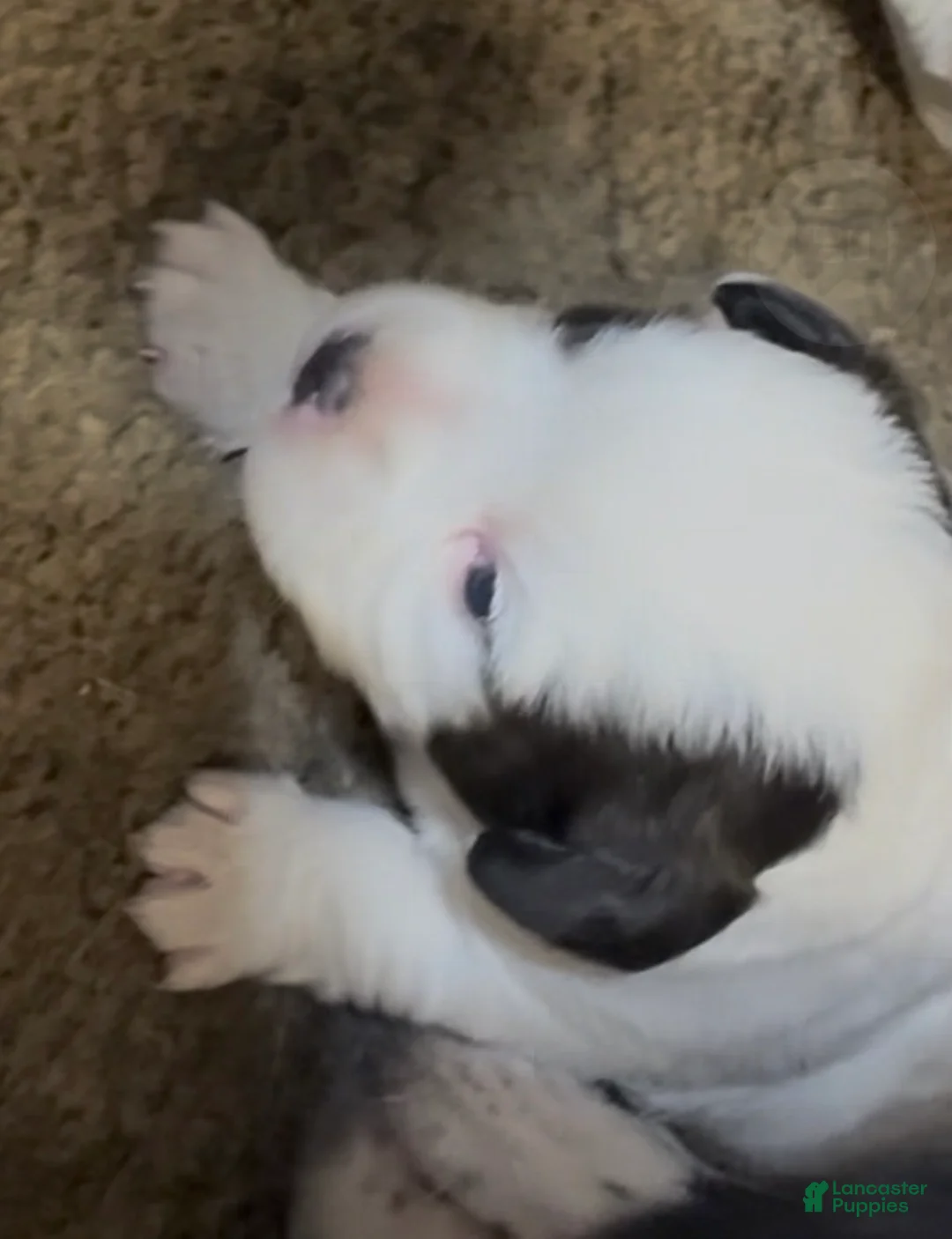 Havapoo dogs for sale:  Puppy 4 - Ad 2