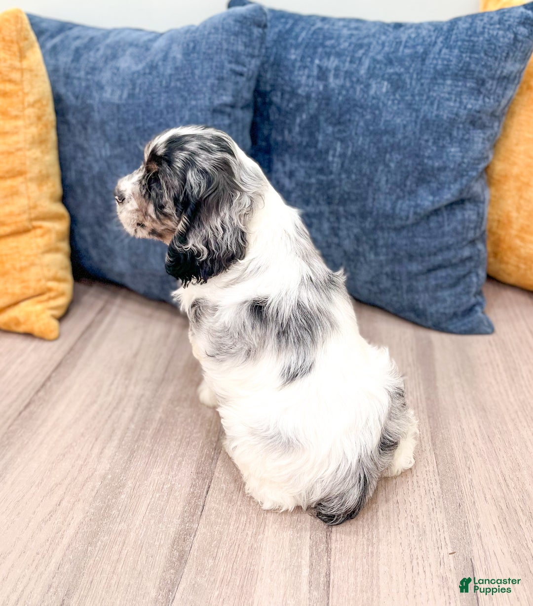 Cocker Spaniel dogs for sale: Cash - Ad 5