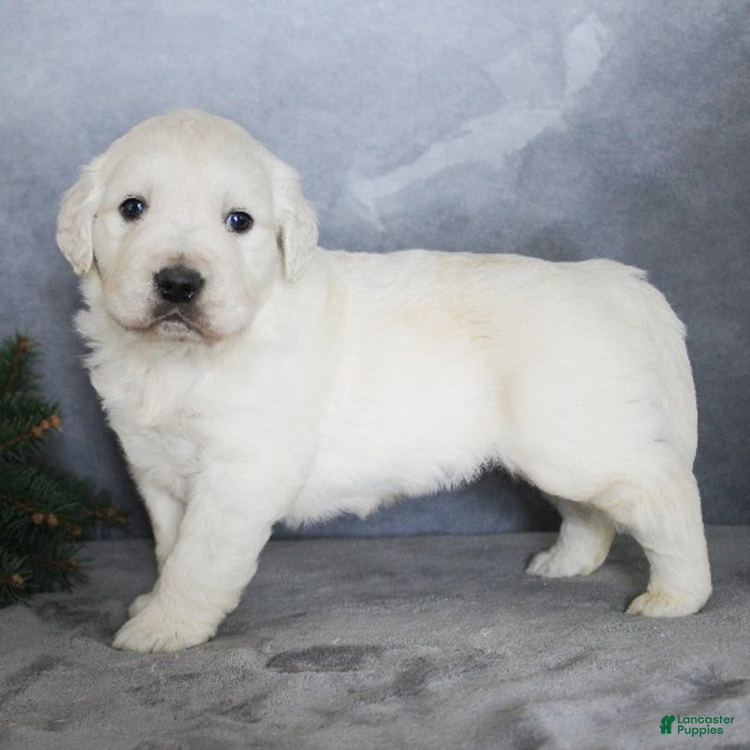 Golden Retriever dogs for sale: Aiden - Ad 2