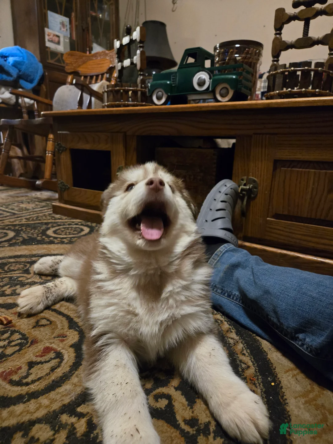 Siberian Husky dogs for sale: George - Ad 6