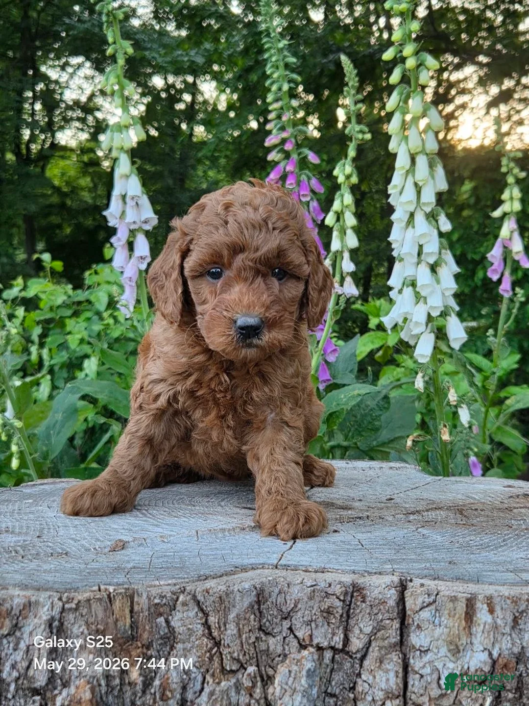 Mini Goldendoodle dogs for sale: Penny  - Ad 2