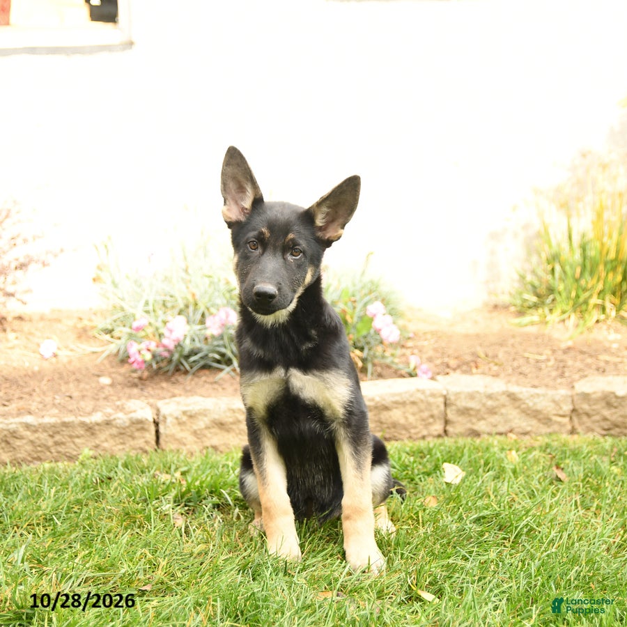 Gerberian Shepsky dogs for sale: Tristan - Ad 2