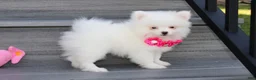 Pomeranian dogs for sale: Bianca  - Ad 10