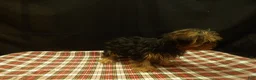 Yorkshire Terrier dogs for sale: Stuart - Ad 3