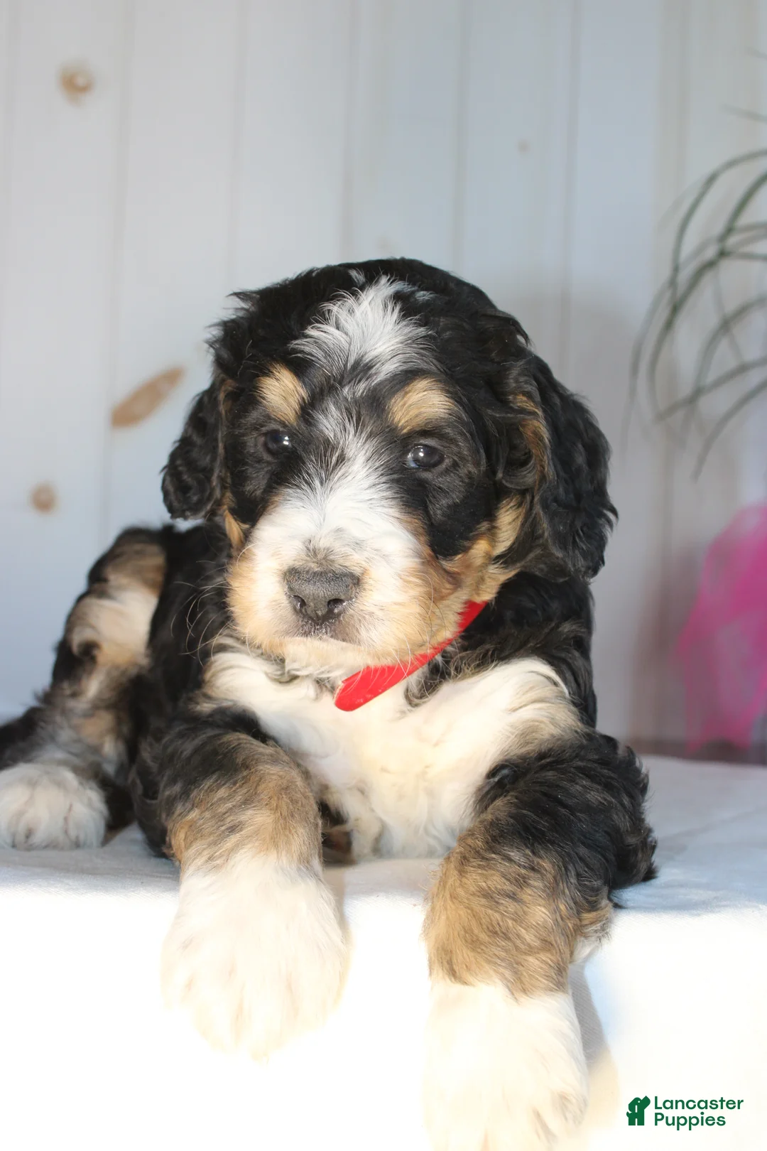 Bernedoodle dogs for sale: Smooch - Ad 2