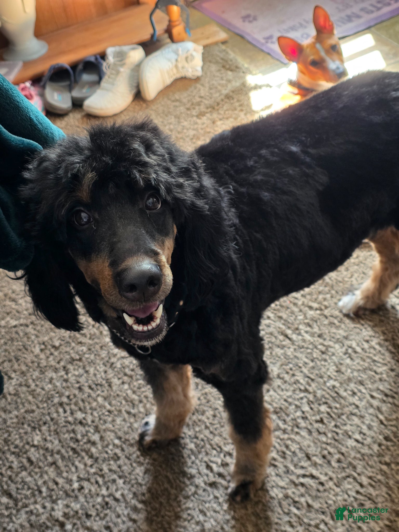 Bernedoodle dogs Chili - Ad 2