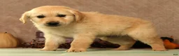Golden Retriever dogs for sale: Sarge - Ad 6