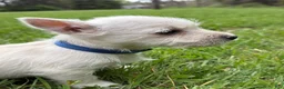 West Highland Terrier dogs for sale: West Highland Terrier Puppy 1 - Ad 2