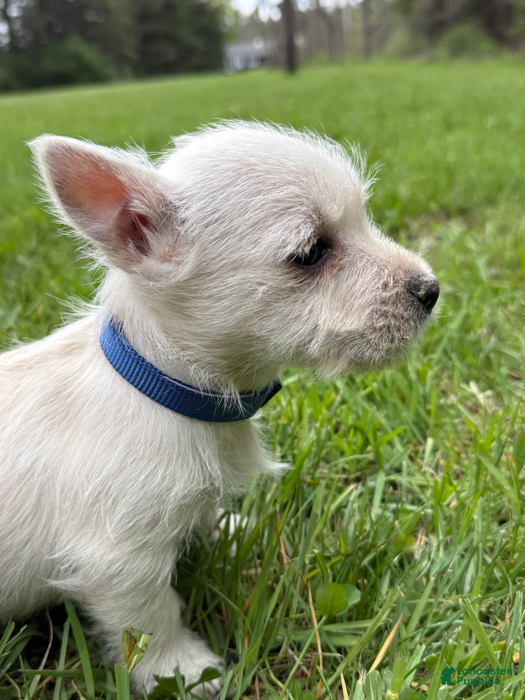 West Highland Terrier dogs for sale: West Highland Terrier Puppy 1 - Ad 2