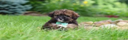 Havapoo dogs for sale: Frankie - Ad 4