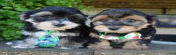 Yorkiepoo dogs for sale: Willow - Ad 18