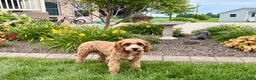 Cavapoo dogs for sale: Henry F1 - Ad 7