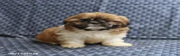 Shih Tzu dogs for sale: Chief - Ad 4