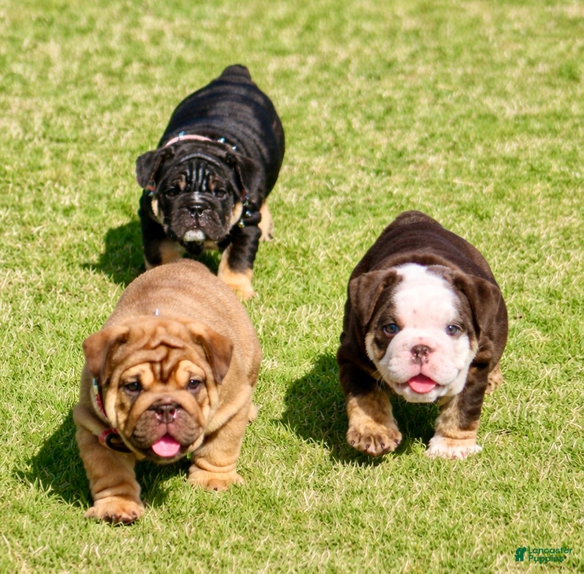 English Bulldog dogs English Bulldog Puppy  - Ad 1