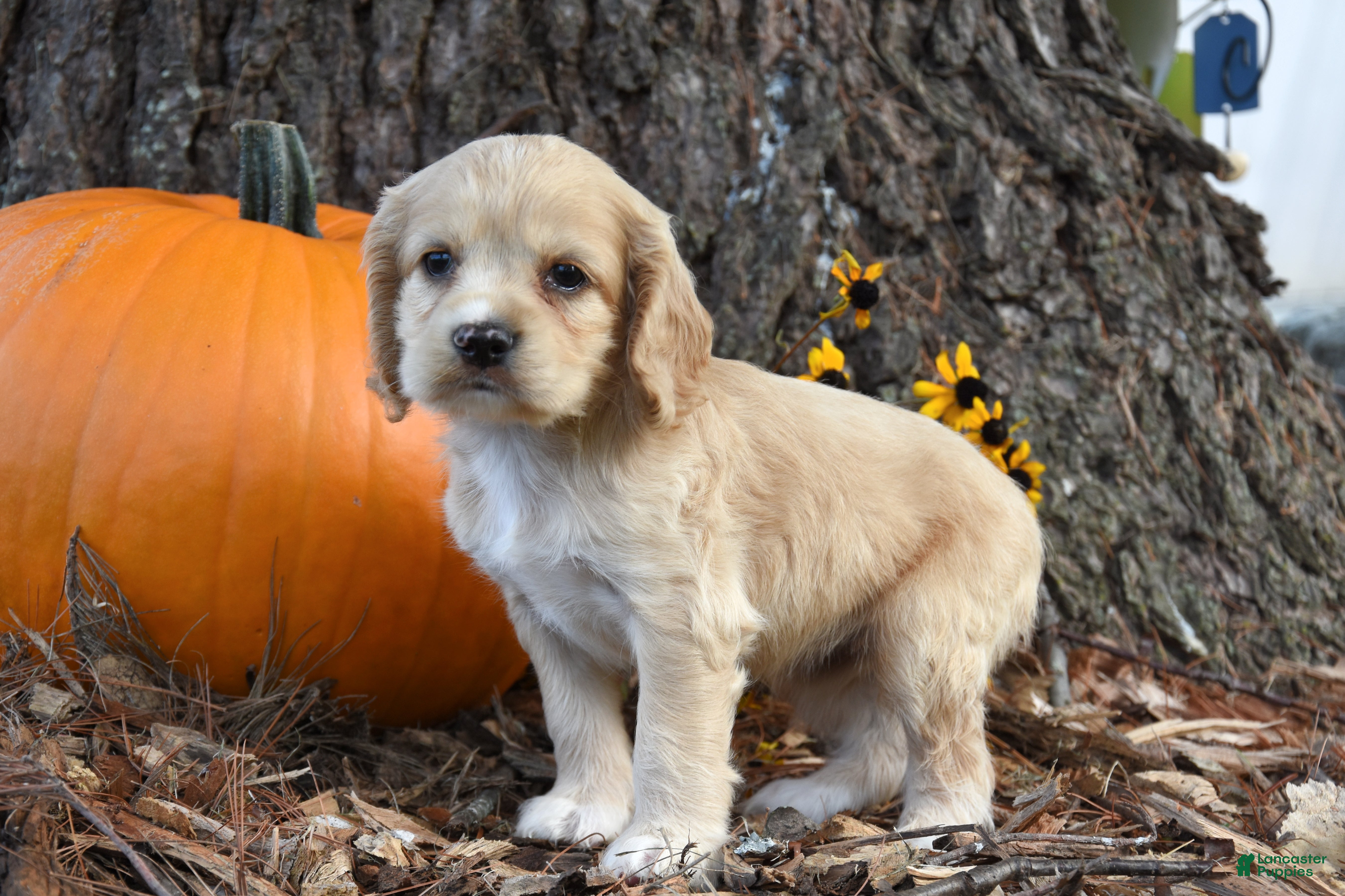 Cocker Spaniel dogs Mindy - Ad 2