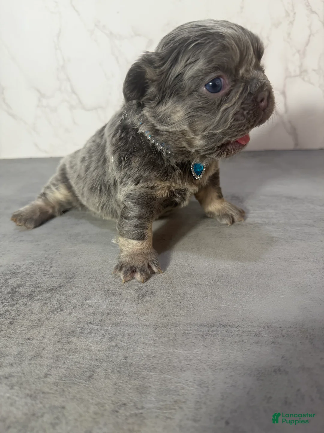 French Bulldog dogs for sale: RAE - Ad 2