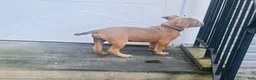Mixed Breed dogs for sale: Mixed Breed 1 - Ad 4
