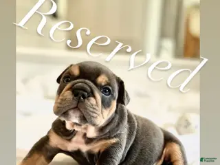 English Bulldog dogs Fire Heart - Ad 23