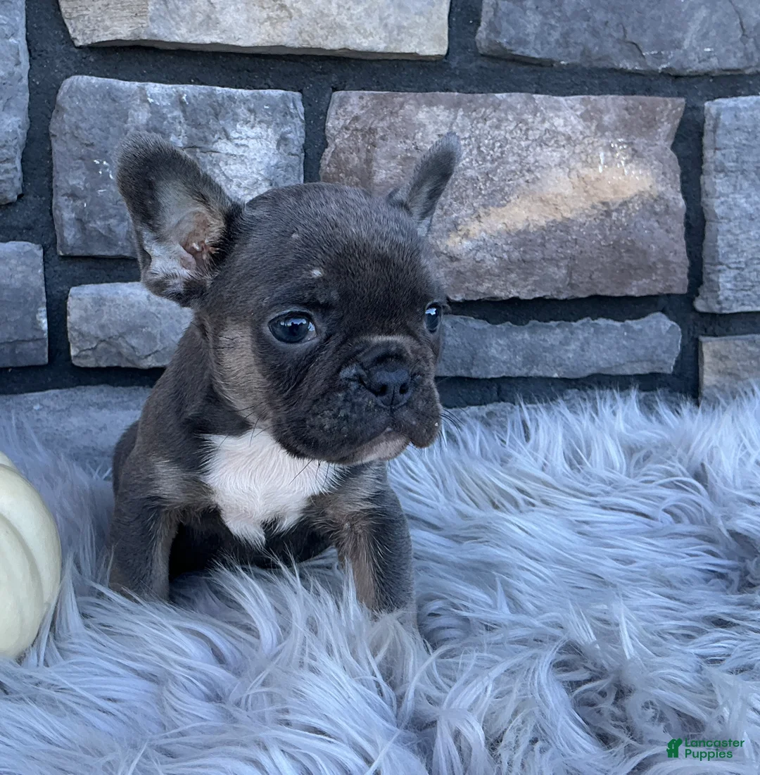 French Bulldog dogs for sale: Milo - Ad 1