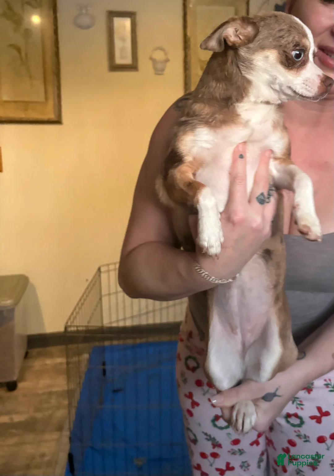 Chihuahua dogs for sale: Chihuahua Puppy 1 - Ad 2