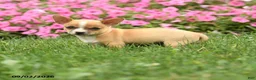 Chihuahua dogs for sale: Doc Snoopy - Ad 4