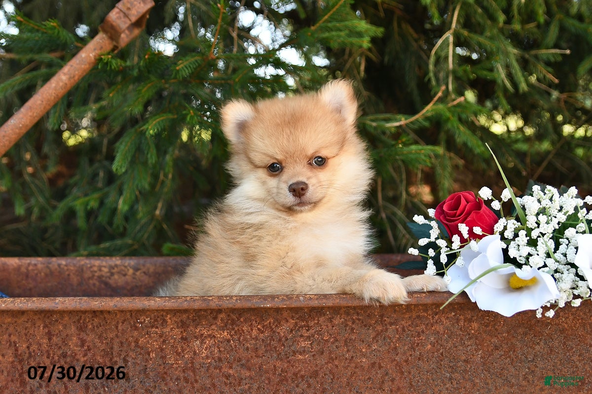 Pomeranian dogs Jack - Ad 1