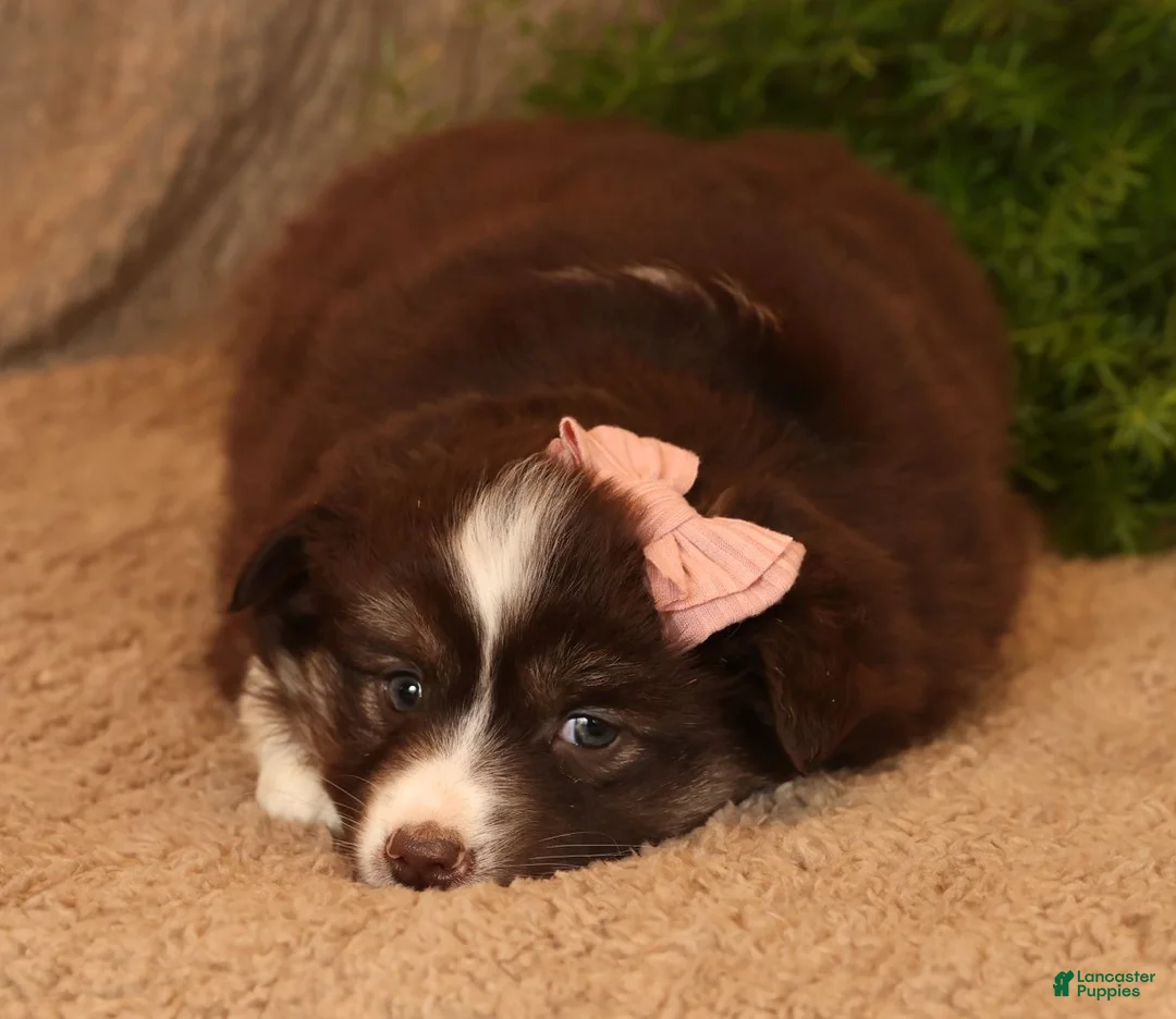 Miniature Australian Shepherd dogs for sale: Charlotte - Ad 9